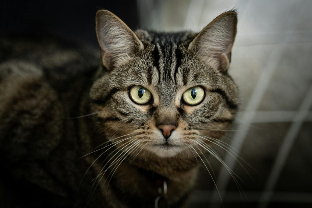 Evaluación financiera de pólizas para animales domésticos 1 pexels photo 36237032